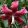 Lilium Levern Frieman (14/+) - Liliom