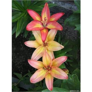 Lilium Linda - Liliom (16/+)