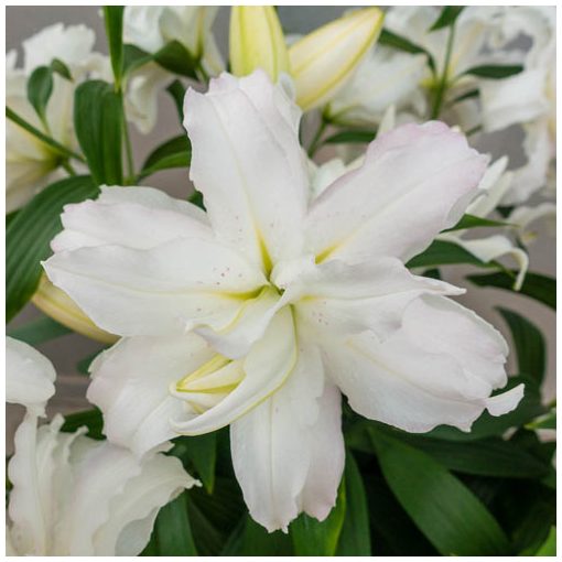 Lilium Lotus Beauty (14/+) - Liliom