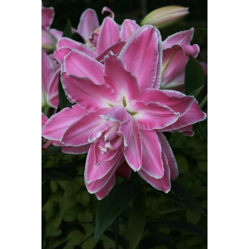 Lilium Lotus Wonder (14/+) - Liliom