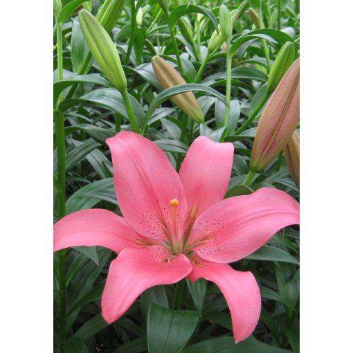 Lilium Manado - Liliom (16/+)