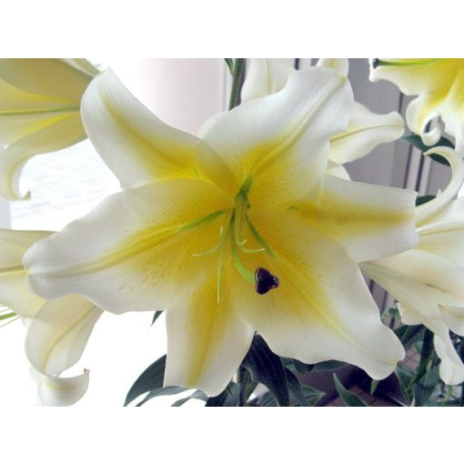 Lilium Manisa (14/+) - Liliom