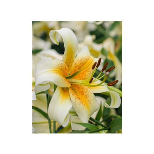 Lilium Mister Cas