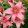 Lilium Morpho Pink (14/+) - Liliom