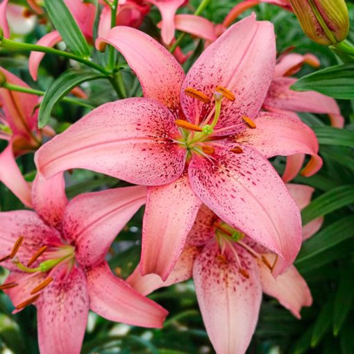 Lilium Morpho Pink (14/+) - Liliom