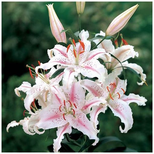 Lilium Muscadet - Liliom (16/+)