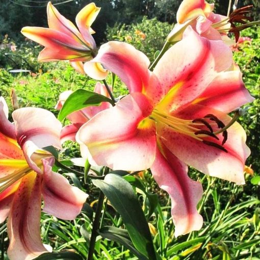 Lilium Olympic Torch - Liliom (16/+)