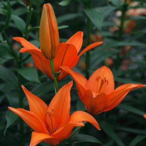 Lilium Orange Ton - Liliom (16/+)