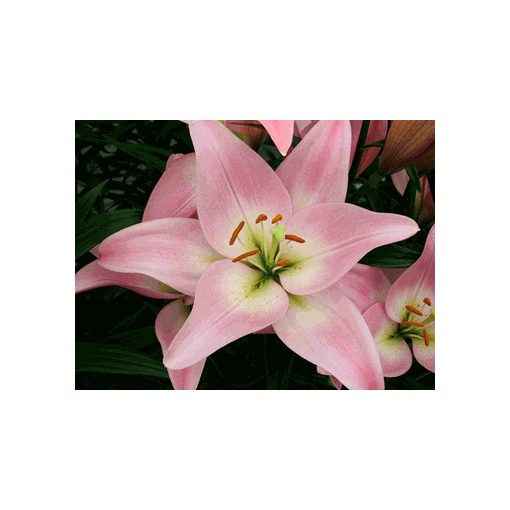 Lilium Party Diamond (14/+) - Liliom