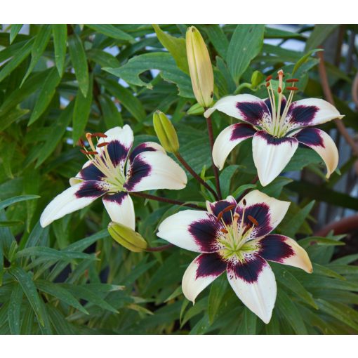 Lilium Patricias Pride (14/+) - Liliom