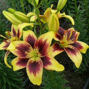 Lilium Pieton - Liliom (18/+)