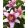 Lilium Pink Brush (14/+) - Liliom