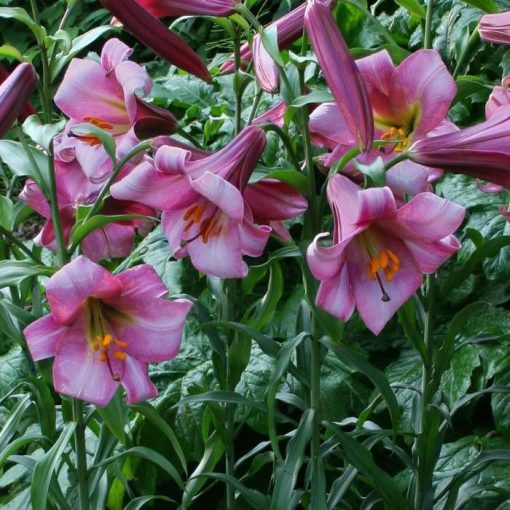 Lilium Pink Perfection (16/+) - Liliom