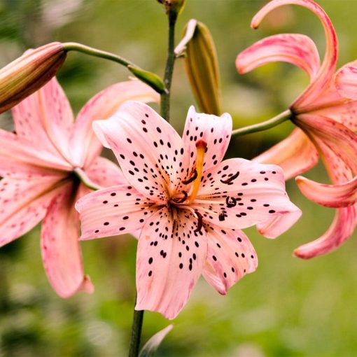 Lilium Pink Tiger - Liliom (16/+)