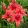 Lilium Red Highland (14/+) - Liliom