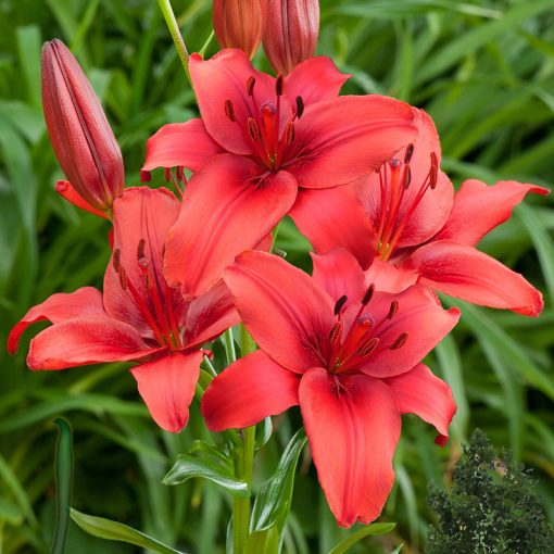 Lilium Red Highland (14/+) - Liliom