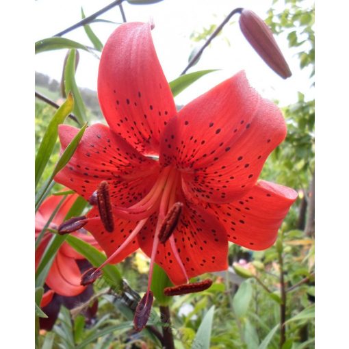 Lilium Red Life (14/+) - Liliom