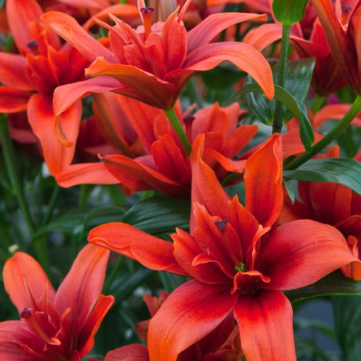 Lilium Red Twin (16/+) - Liliom