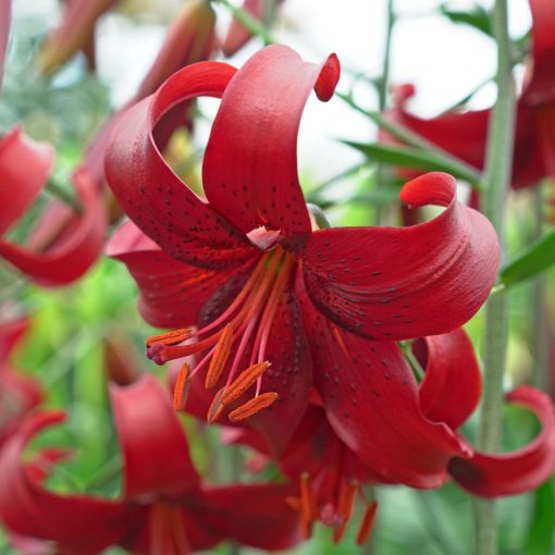 Lilium Red Velvet (16/+) - Liliom