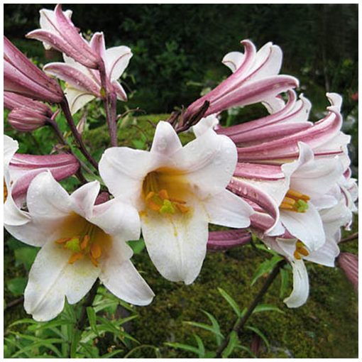 Lilium Regale (18/+) - Liliom