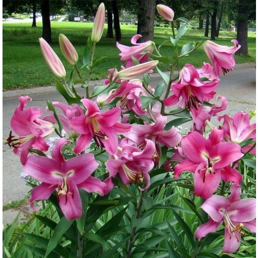 Lilium Robina - Liliom (18/+)