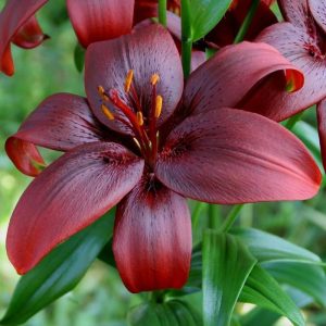 Lilium Royal Kiss