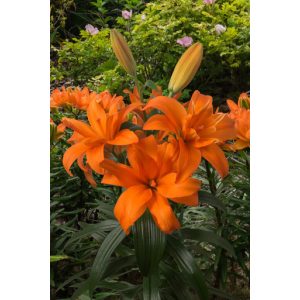 Lilium Scoubidou (14/+) - Liliom