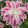 Lilium Sweet Rosy (16/+) - Liliom