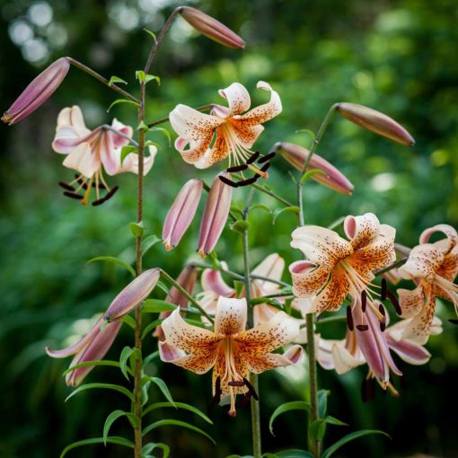 Lilium Tiger Babies (14/+) - Liliom