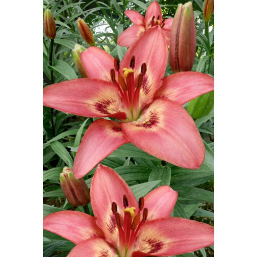 Lilium Tinilco (14/+) - Liliom