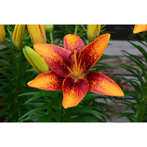 Lilium Tiny Orange Sensation (14/+) - Liliom