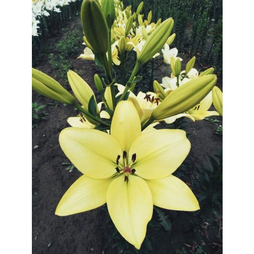 Lilium Trebbiano (14/+) - Liliom