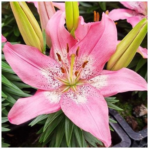 Lilium Trendy Nicosia (14/+) - Liliom