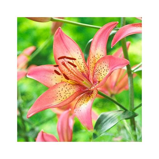 Lilium Trogon (14/+) - Liliom