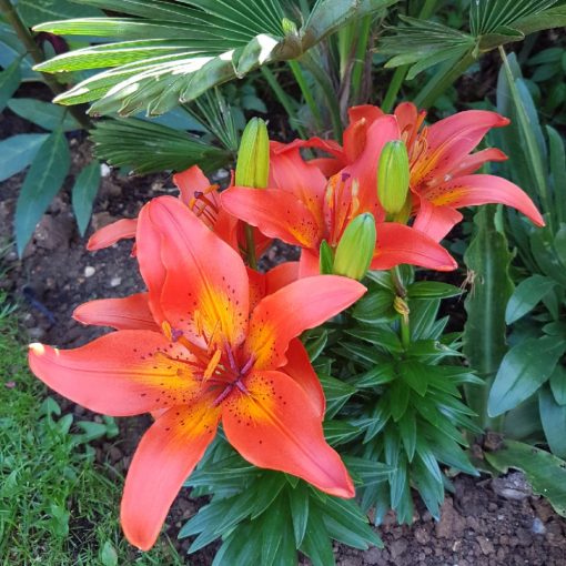 Lilium Winning Joy