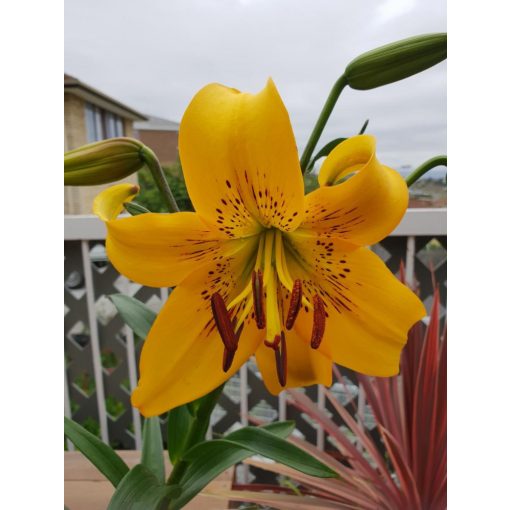 Lilium Yellow Brush (14/+) - Liliom