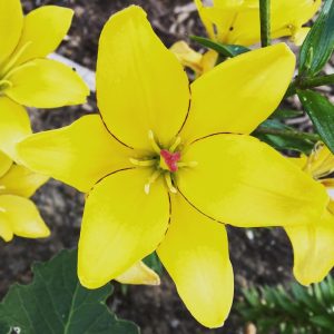 Lilium Yellow Cocotte (14/+) - Liliom