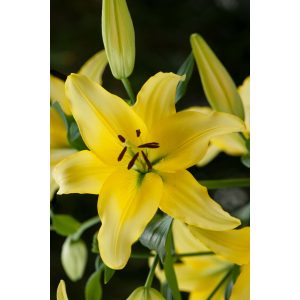 Lilium Yellow Power - Liliom (16/+)