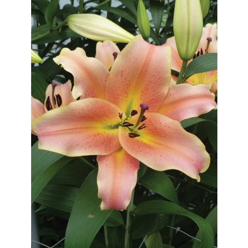 Lilium Zelmira (14/+) - Liliom