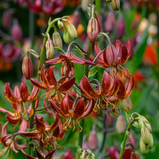 Lilium martagon Arabian Knight - Turbánliliom (16/+)