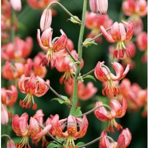 Lilium martagon Manitoba Morning - Turbánliliom (16/+)