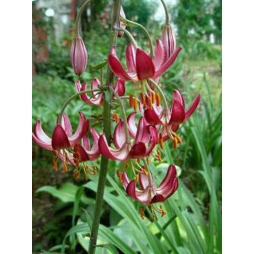 Lilium martagon Maroon King - Turbánliliom (16/+)