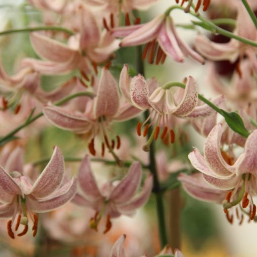 Lilium martagon Pink Morning - Turbánliliom (16/+)