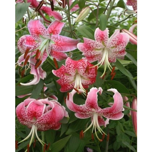 Lilium speciosum var. rubrum Uchida (16/+) - Liliom