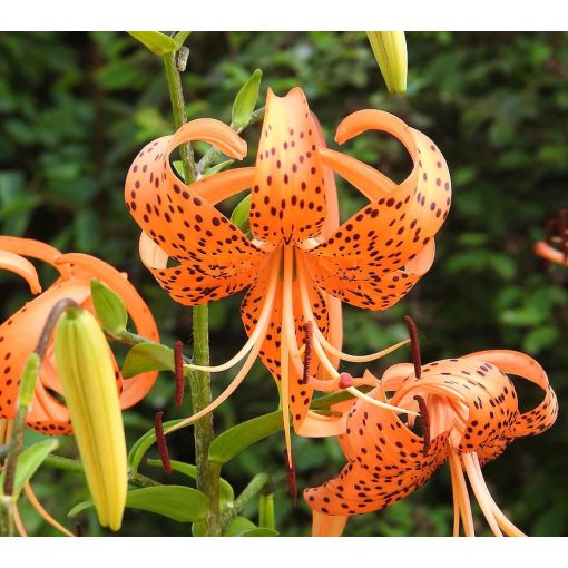 Lilium tigrinum (16/+)