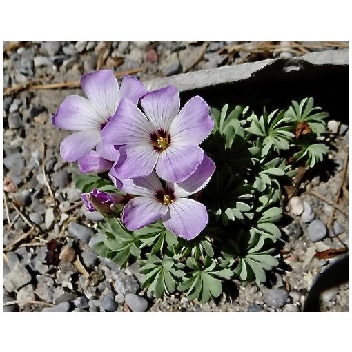 Oxalis adenophylla (8/+) - Madársóska