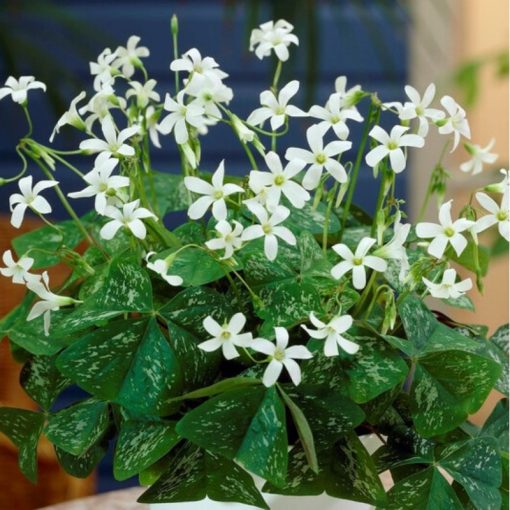 Oxalis triangularis Irish Mist (I.) - Madársóska