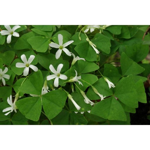 Oxalis triangularis ssp. papilionacea (I.) - Madársóska