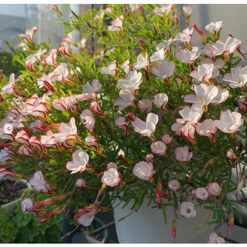 Oxalis versicolor (I.) - Madársóska