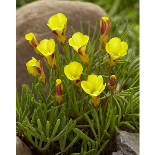 Oxalis versicolor Golden Cape (I.) - Madársóska